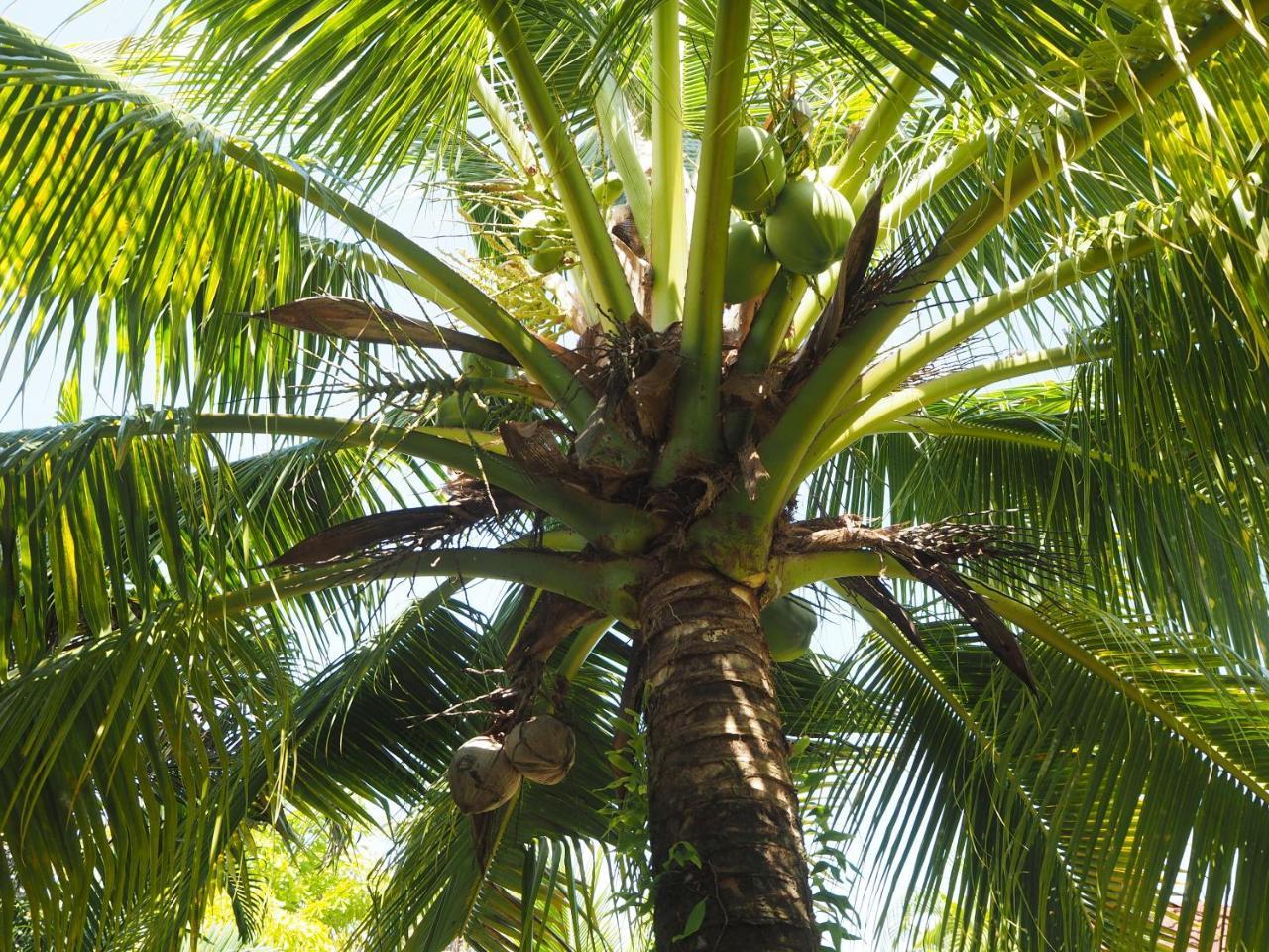 Coconut Bungalow Hotel Nai Yang Beach Exterior foto